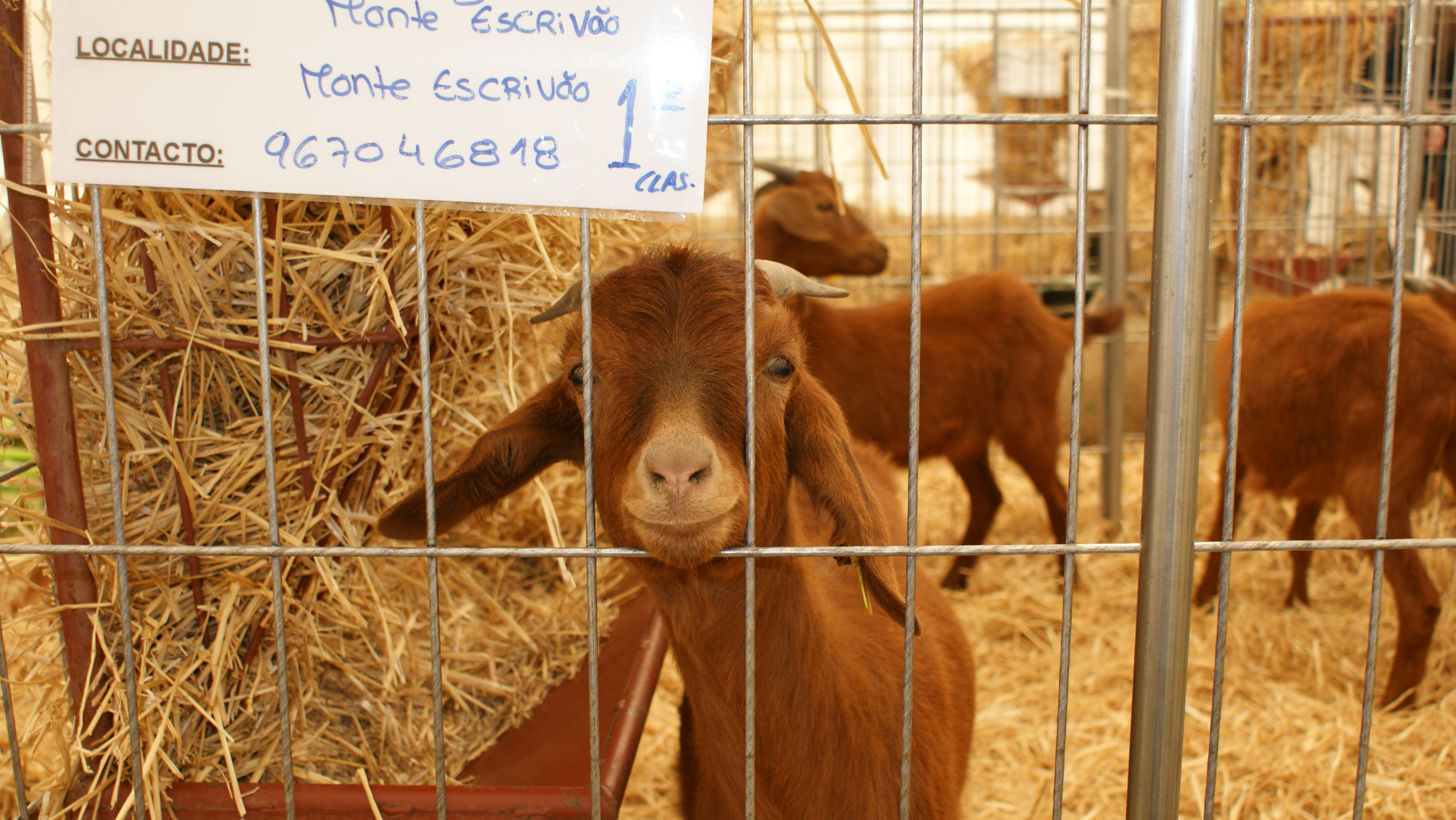 cabrito, ovelhas